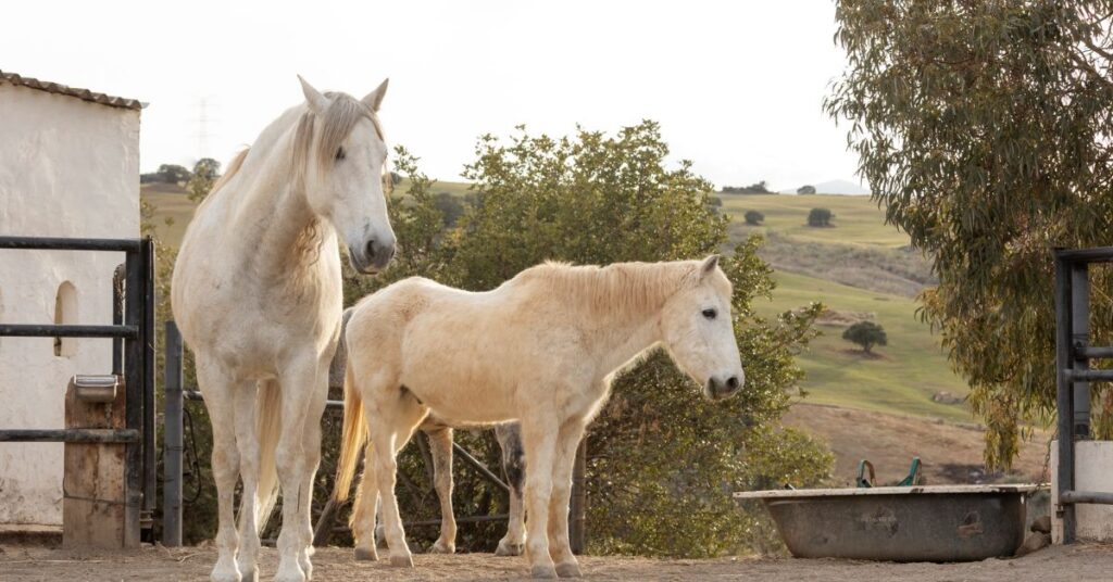 a big white horse and a white color mare are standing in a mountain area 