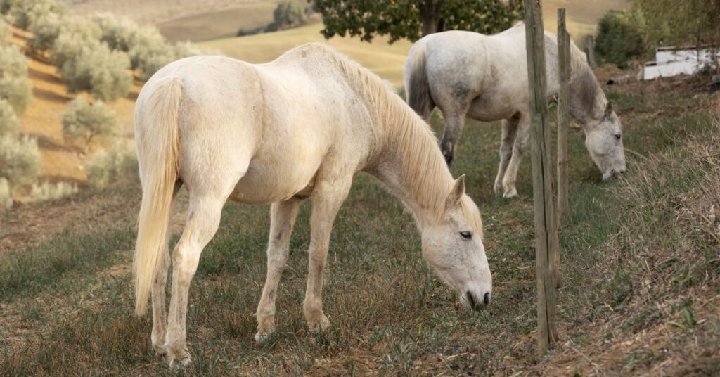 two white horses are eating grass in a grassy plot 