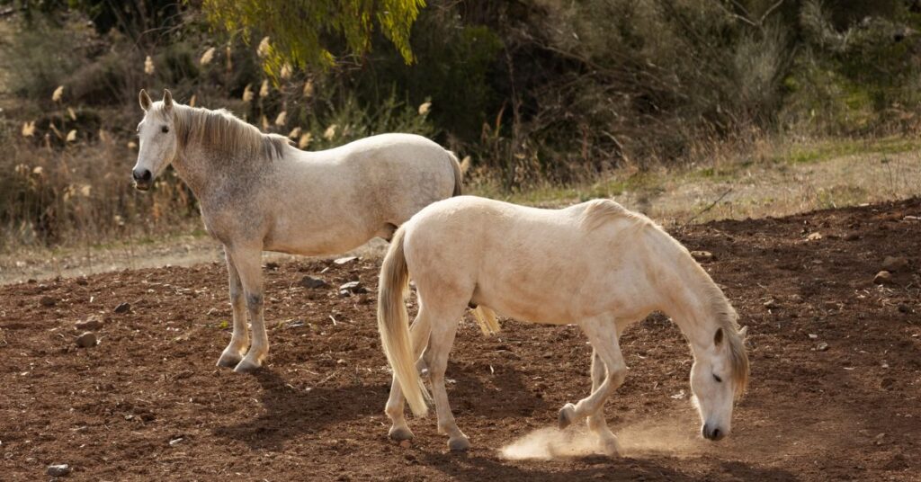 two white horses are walking in a ground