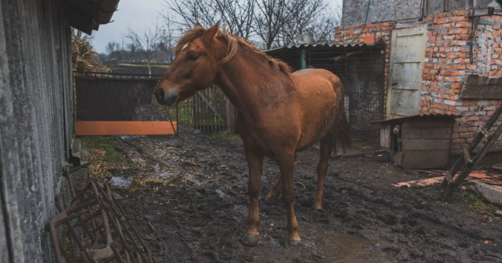 A red color horse is standing in a mud ground