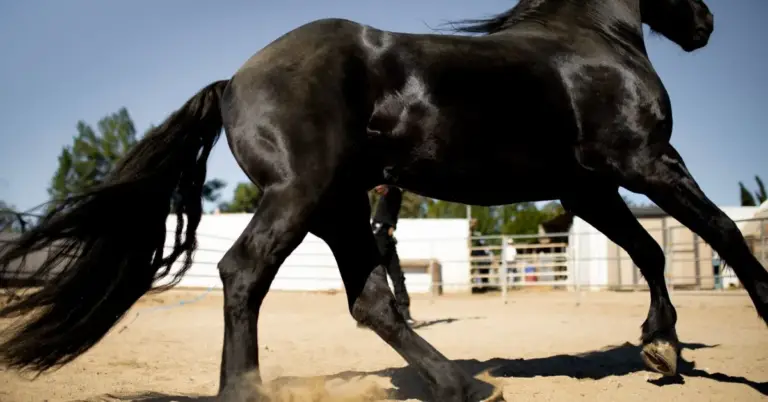 A black unique horse names i running in a ground