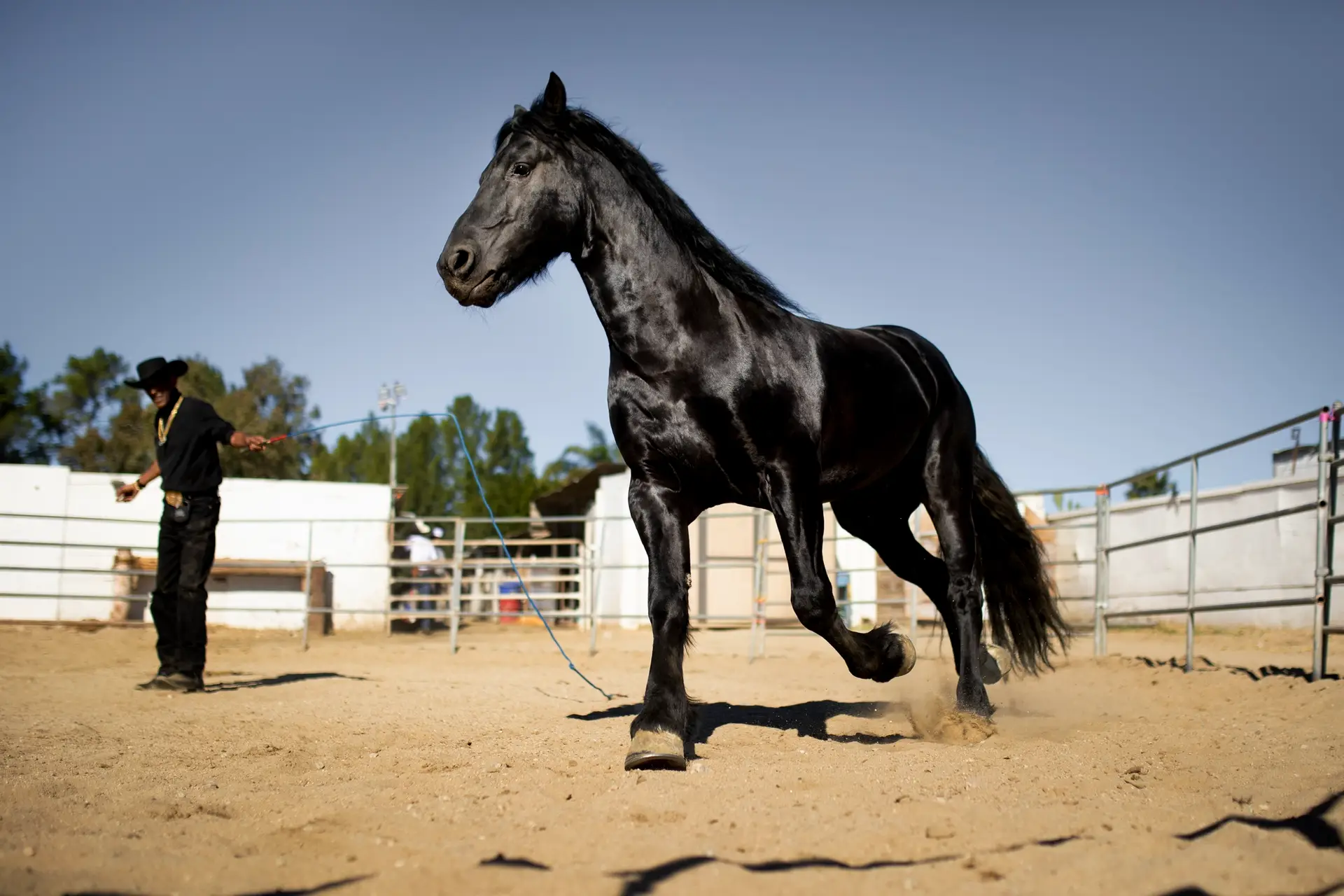 a worker is stading with stallion names horse