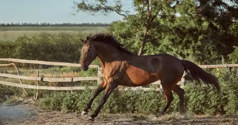 A red color horse is running ina muddy groung