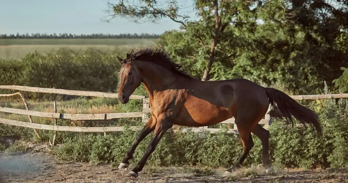 A red color horse is running ina muddy groung