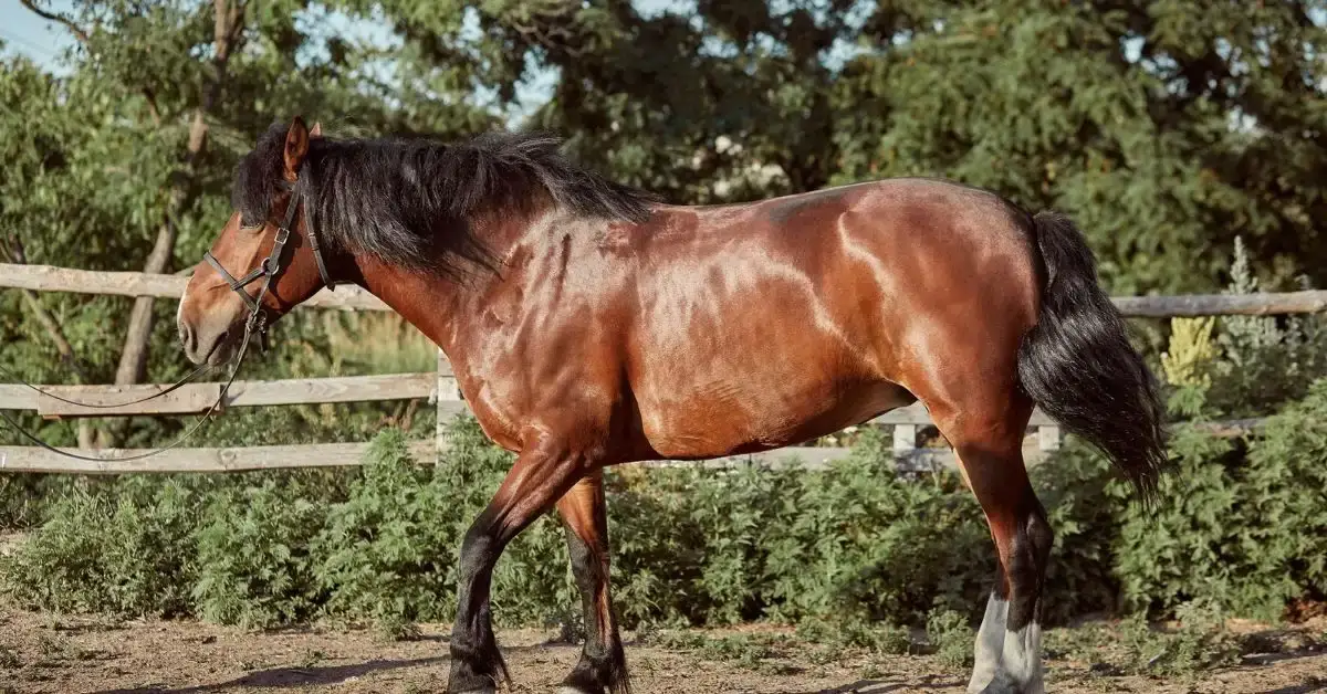a brown horse names running in a ground
