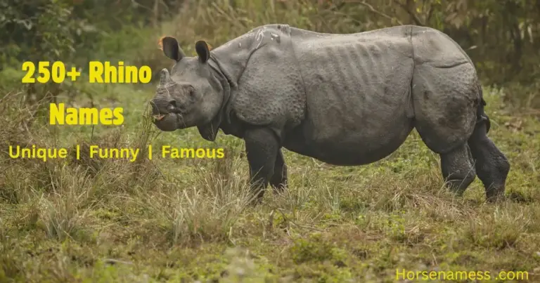 a rhino names is standing in a greeny ground