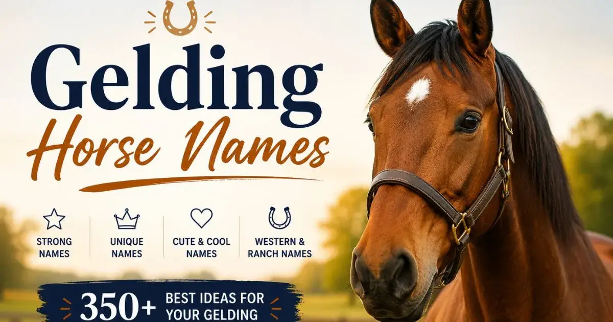 Gelding Horse Names