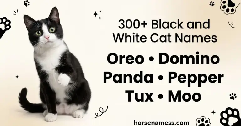 Black and White Cat Names